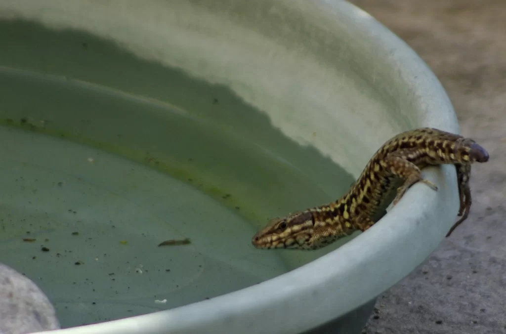Lézard des murailles qui vient boire à l'abreuvoir