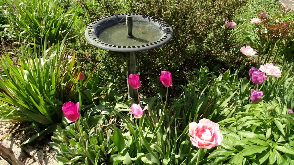 Baignoire en hauteur pour les oiseaux