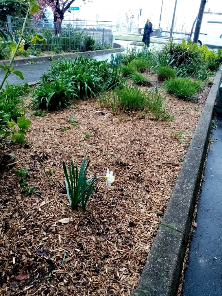 parterre végétal protégé au pied par du bois de rameaux fragmentés