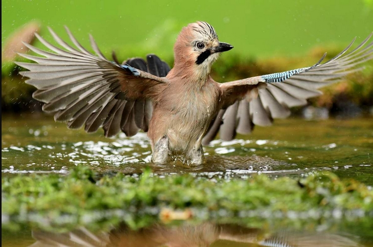 geai des chênes ailes ouvertes en train de prendre un bain