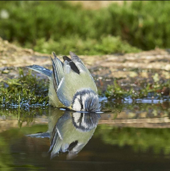 Mésange bleue en train de boire