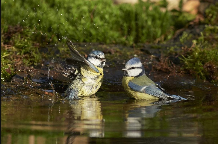 Mésanges bleues au bain