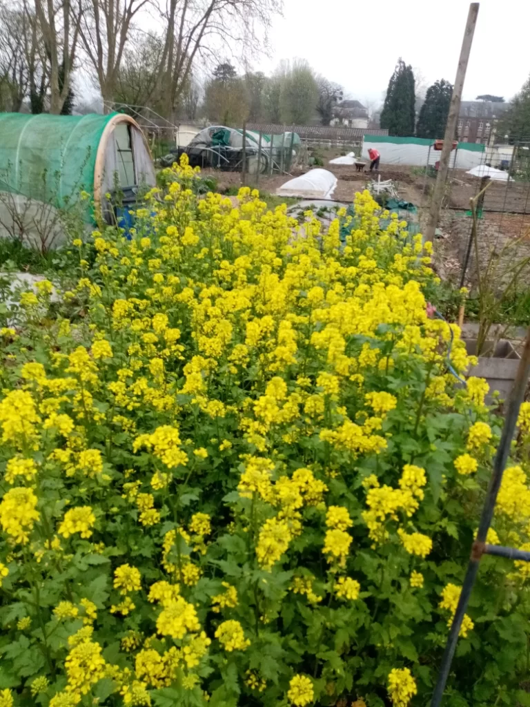 fleurs jaunes de phacélie