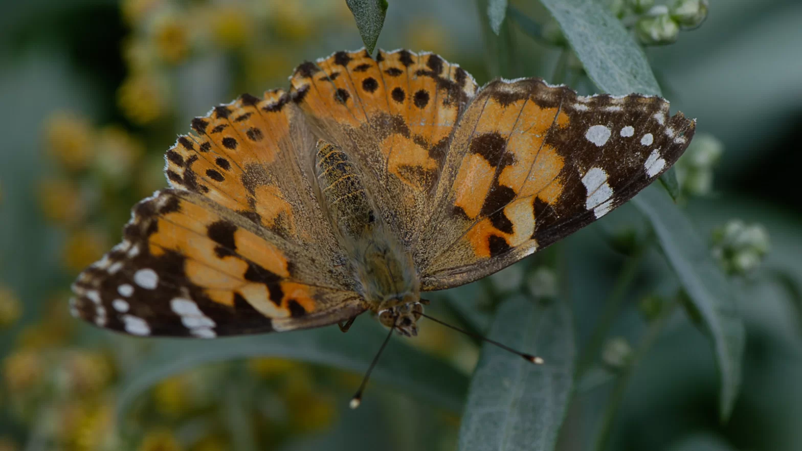 Papillon Belle dame