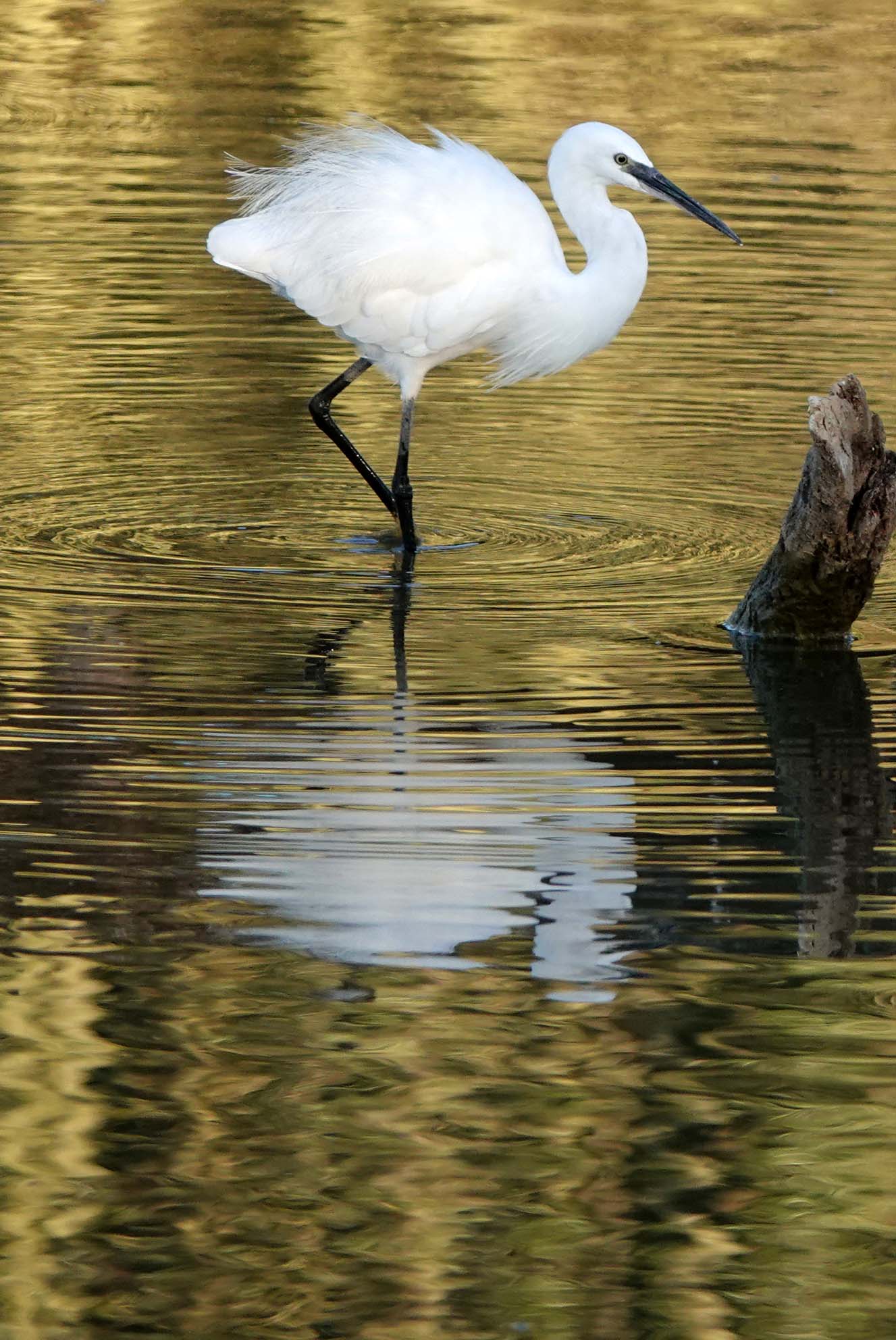 aigrette garzette
