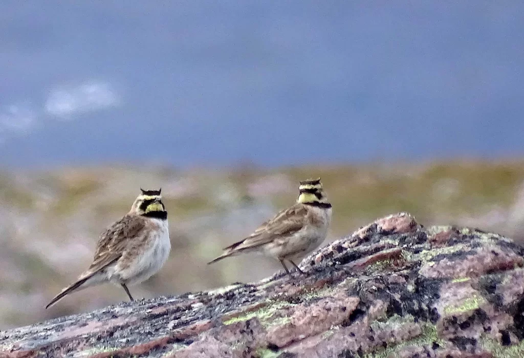 Deux alouettes haussecol sur un rocher