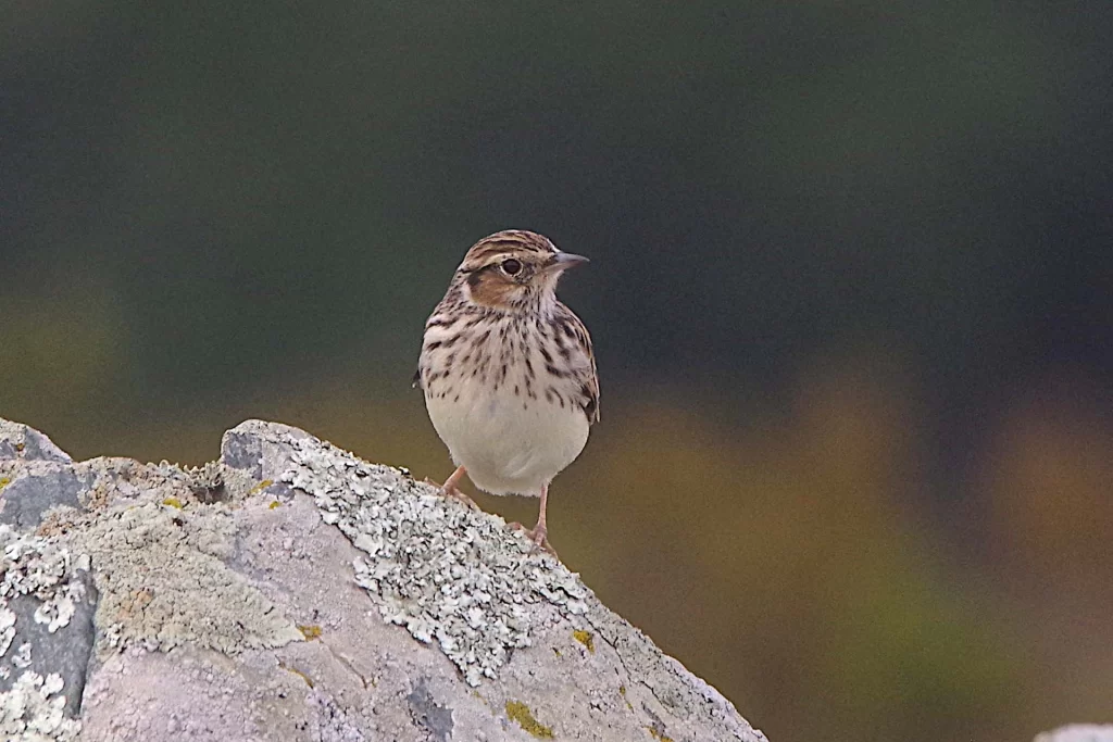 Alouette lulu posée sur un rocher