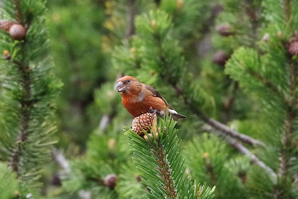 Bec-croisé des sapins mâle