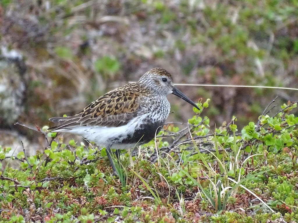 Bécasseau variable