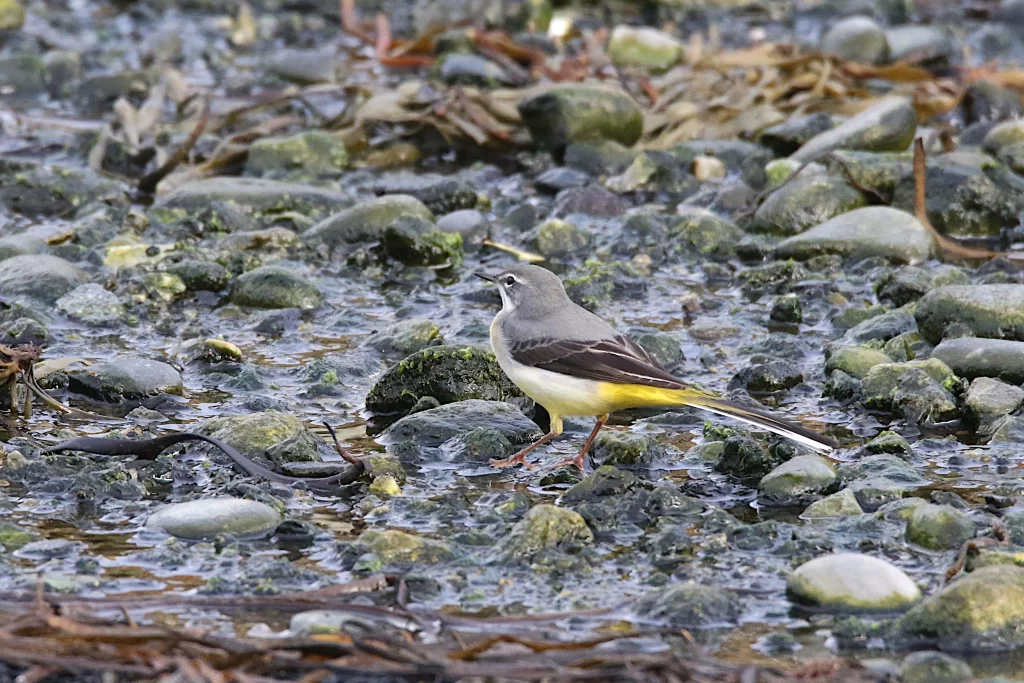 Bergeronnette des ruisseaux dans un cours d'eau