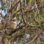 Bouscarle de Cetti dans un buisson