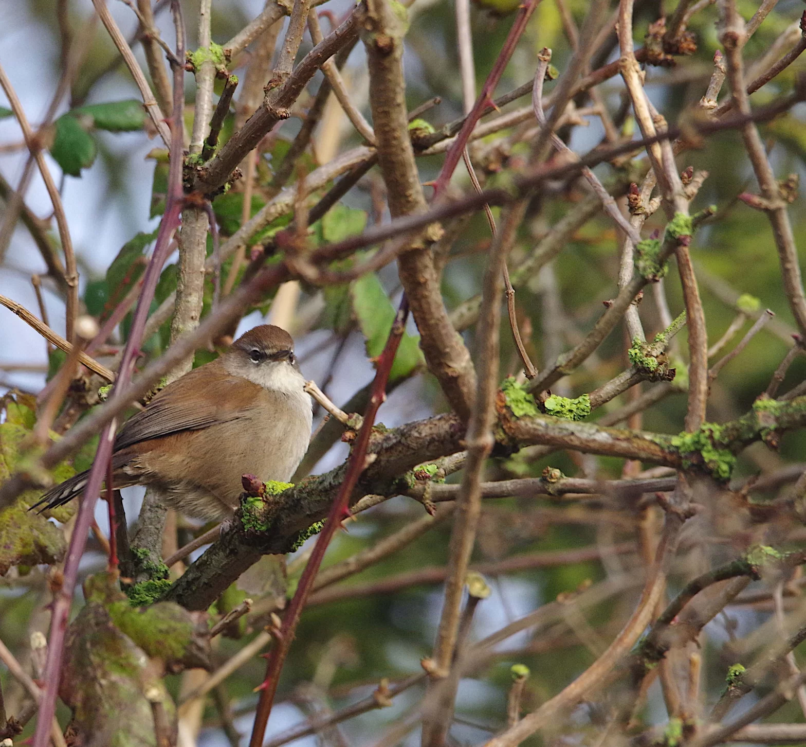 Bouscarle de Cetti dans un buisson