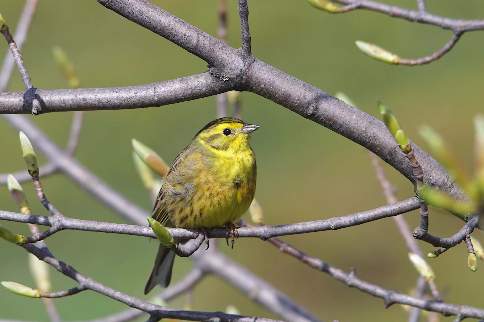 Bruant jaune