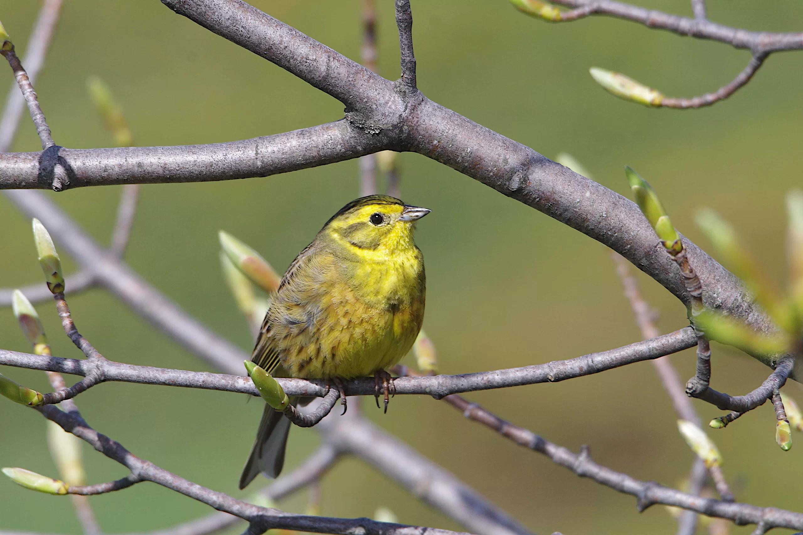 Bruant jaune