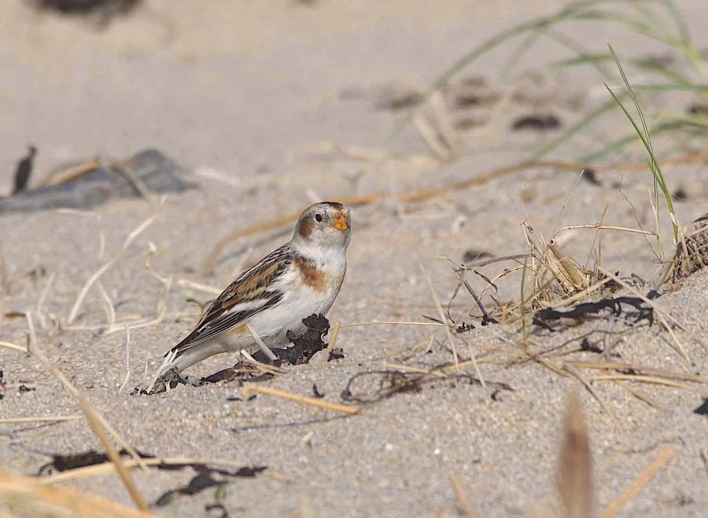 Bruant des neiges dans le sable