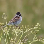 Bruant des roseaux mâle