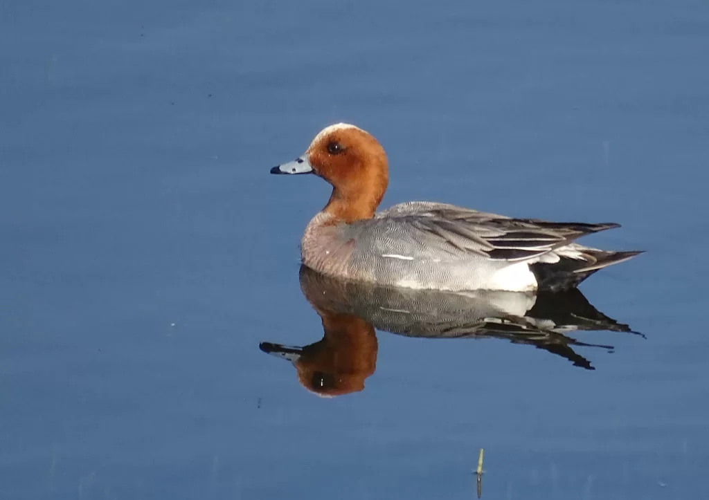 Canard siffleur mâle sur l'eau
