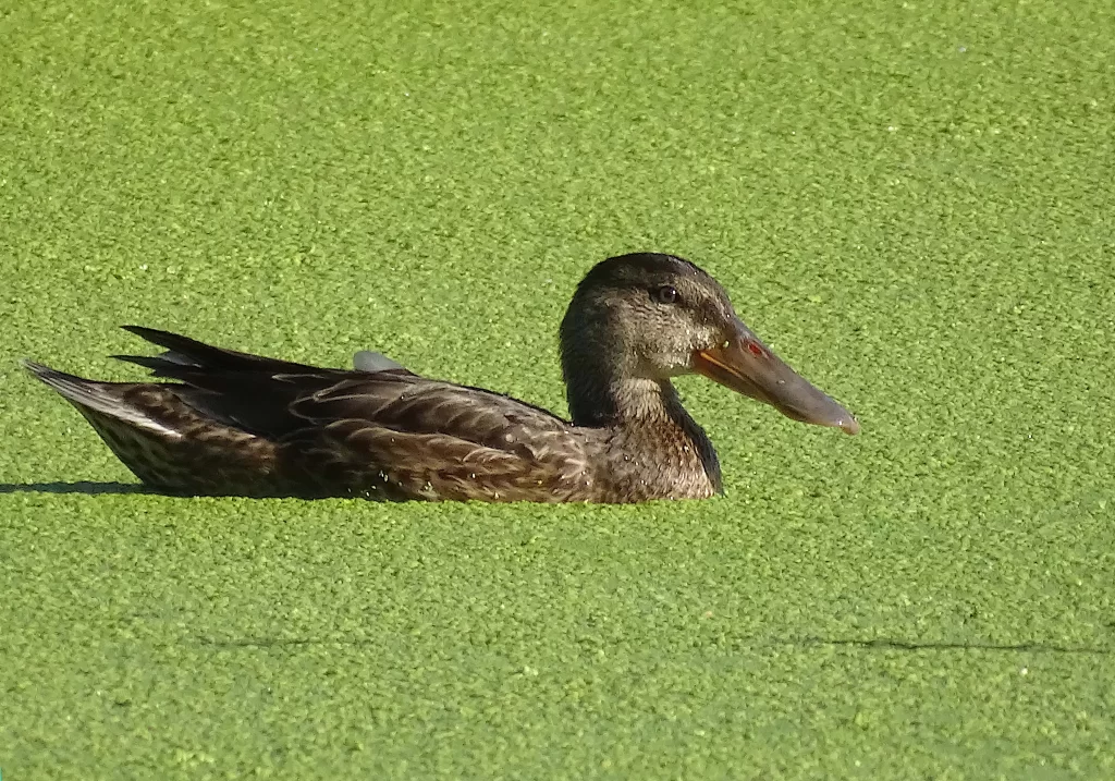 Canard souchet femelle sur l'eau