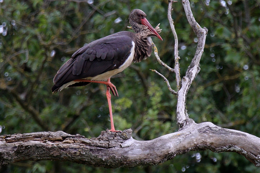 Cigogne noire posée sur une branche
