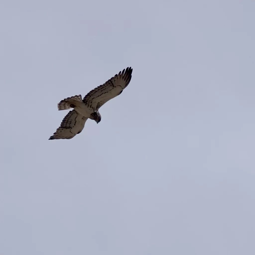 Circaète Jean-le-blanc en vol