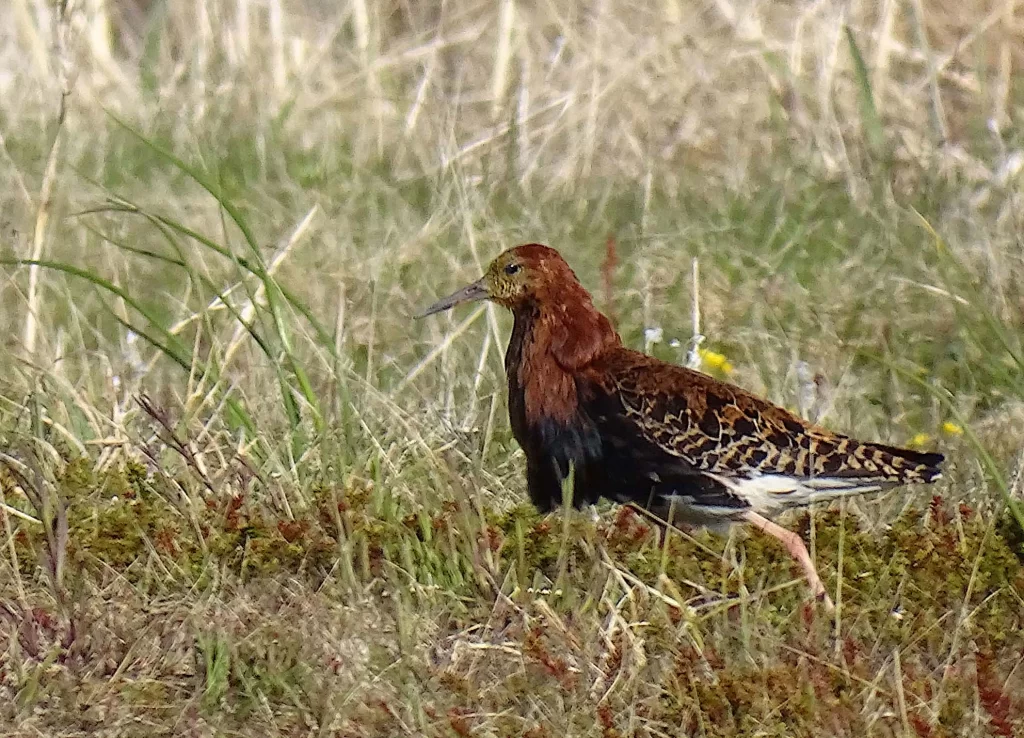 Combattant varié en plumage nuptial