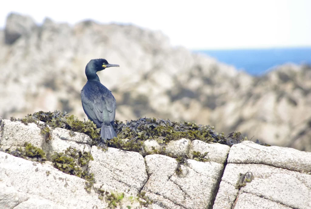 Cormoran huppé en bord de mer sur les rochers