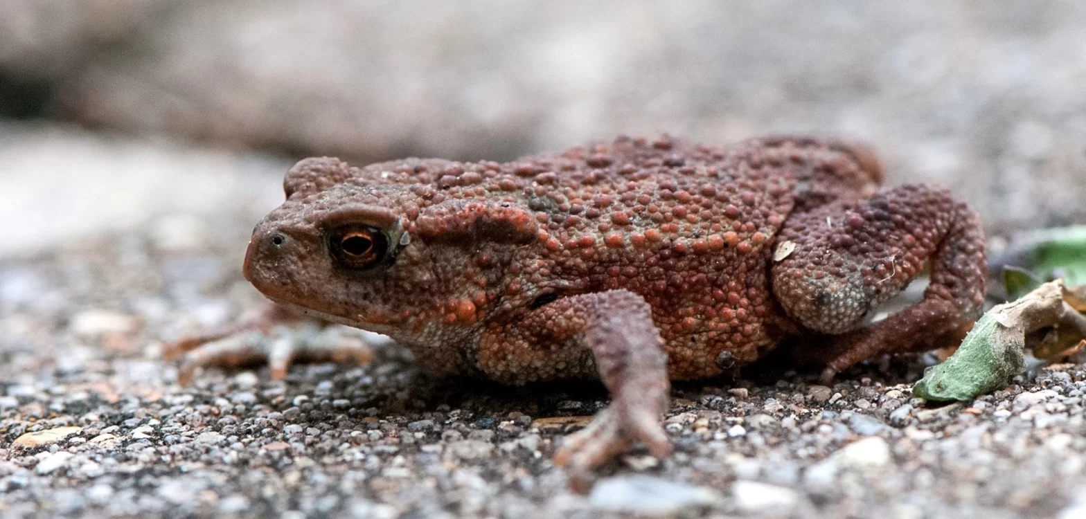 Crapaud commun en train de traverser la route