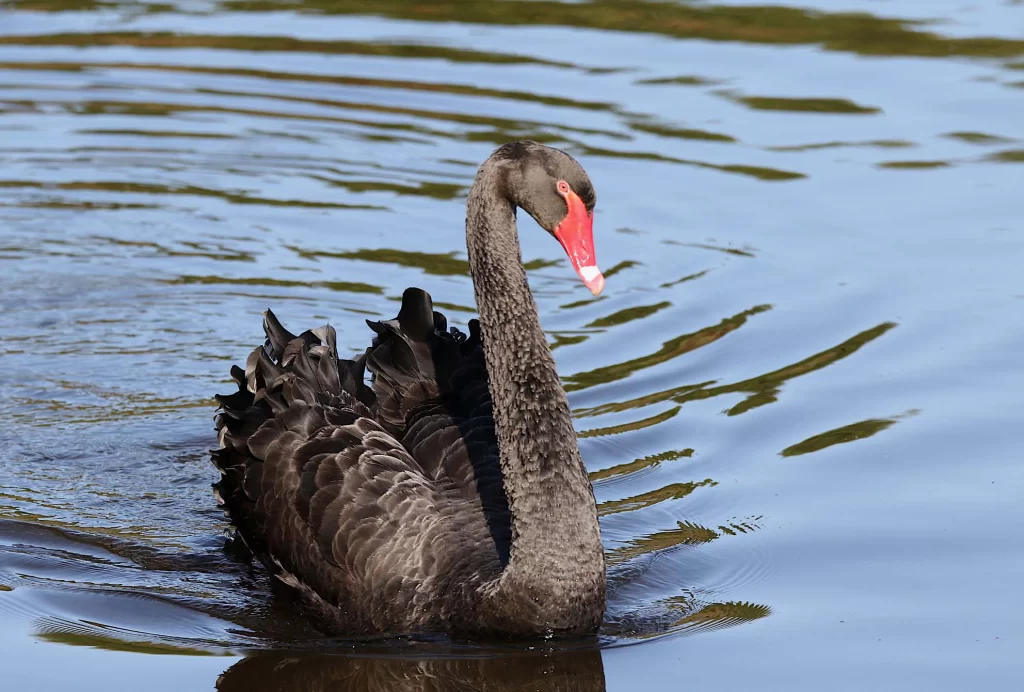 Cygne noir sur l'eau