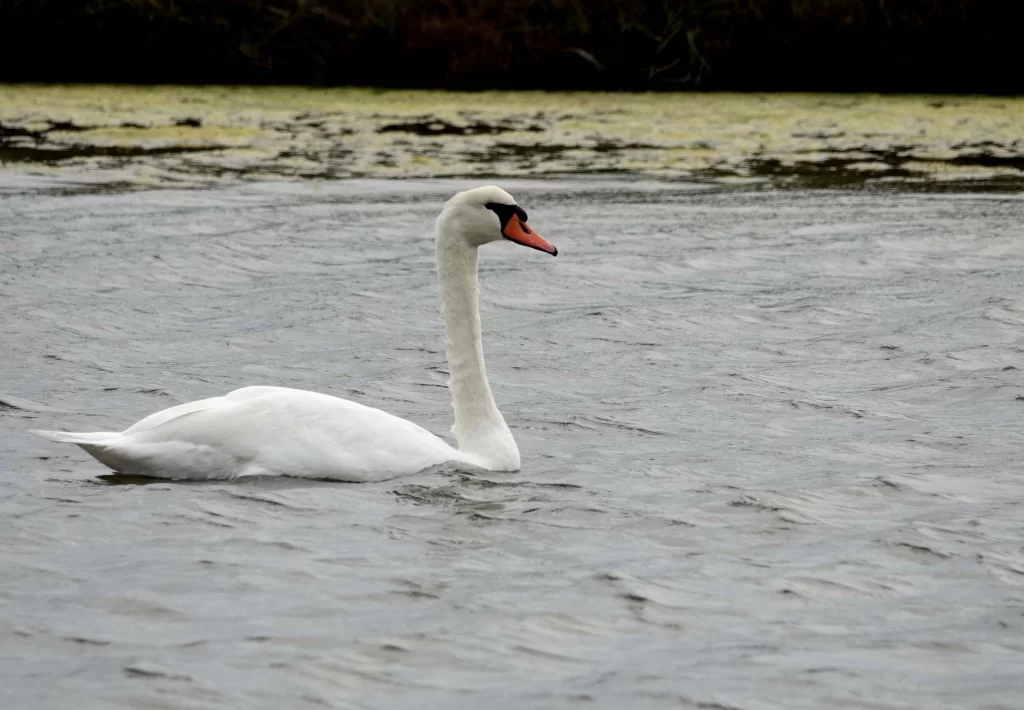 Cygne tuberculé mâle