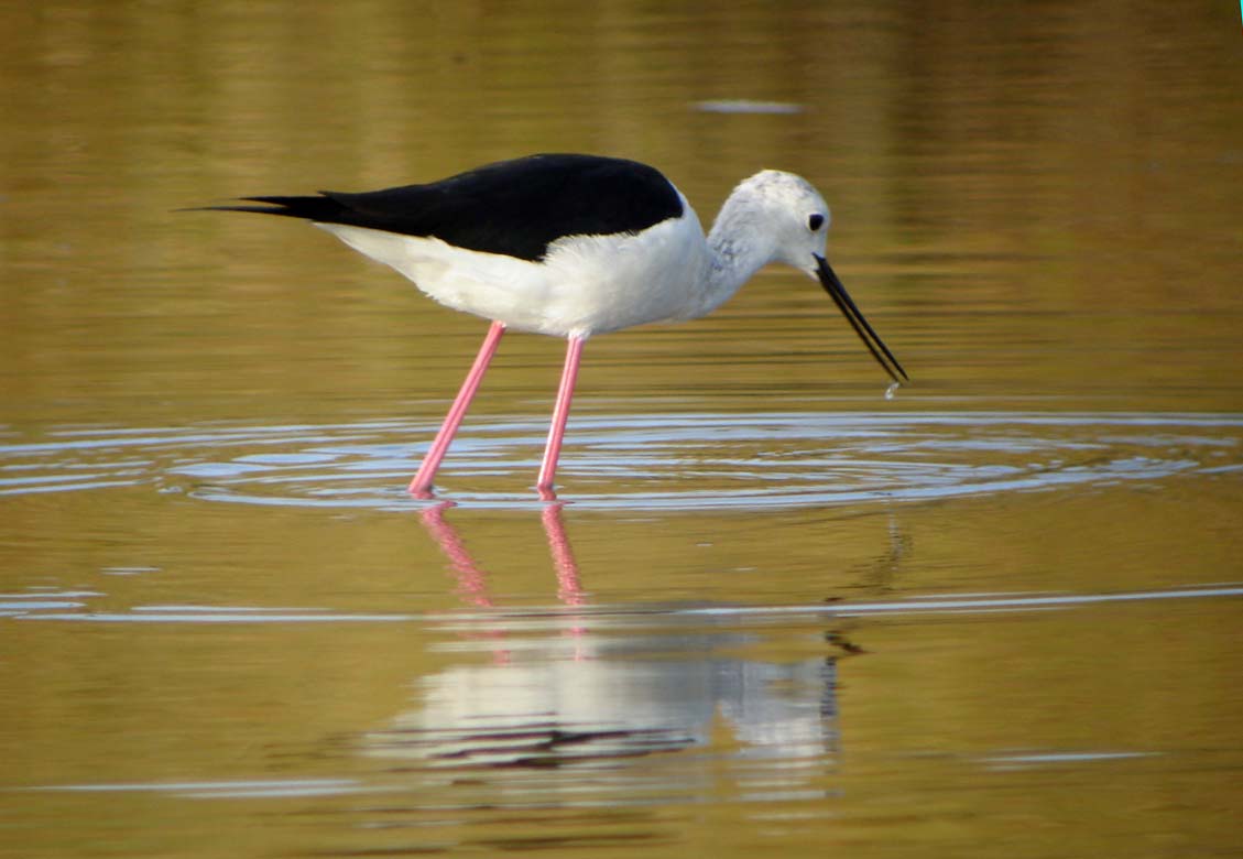 chasse Blanche LPO Normandie Agir Pour La Biodiversit chasse-blanche-lpo-normandie-agir-pour-la-biodiversit