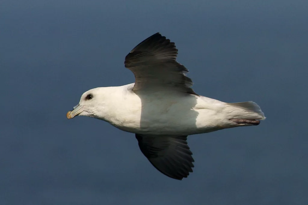 Fulmar boréal en vol