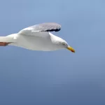 Goéland argenté en vol