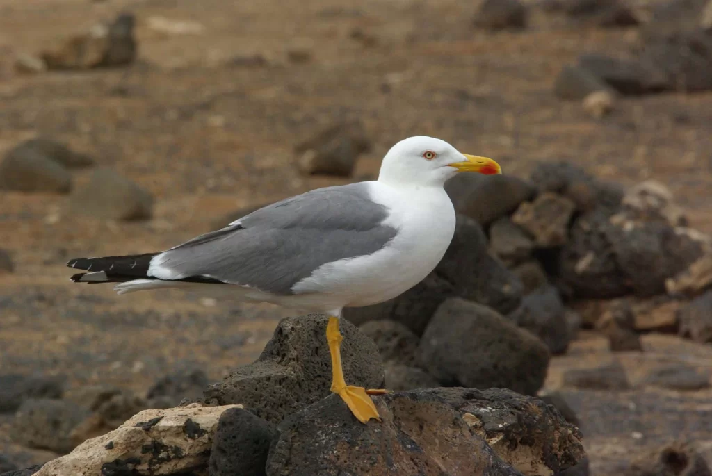 Goéland leucophée sur le rivage