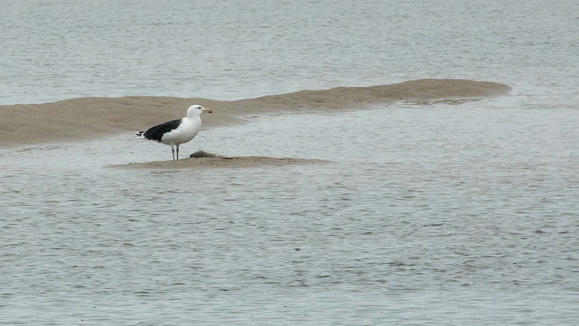 Goéland marin sur la plage