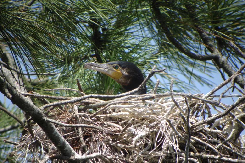 Grand Cormoran au nid