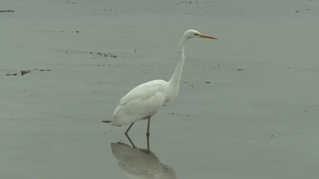 Grande Aigrette les pieds dans l'eau