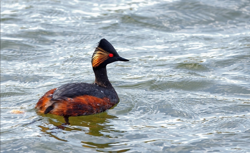 Grèbe à cou noir en plumage nuptial