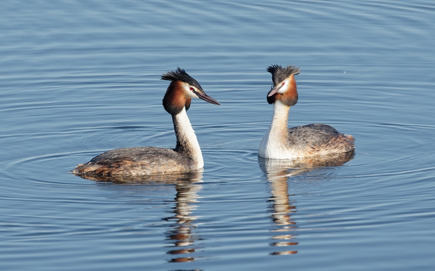 Couple de grèbes huppés en parade