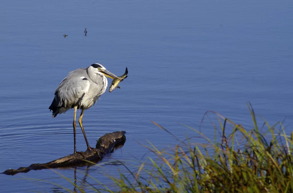 Héron cendré avec un poisson dans le bec