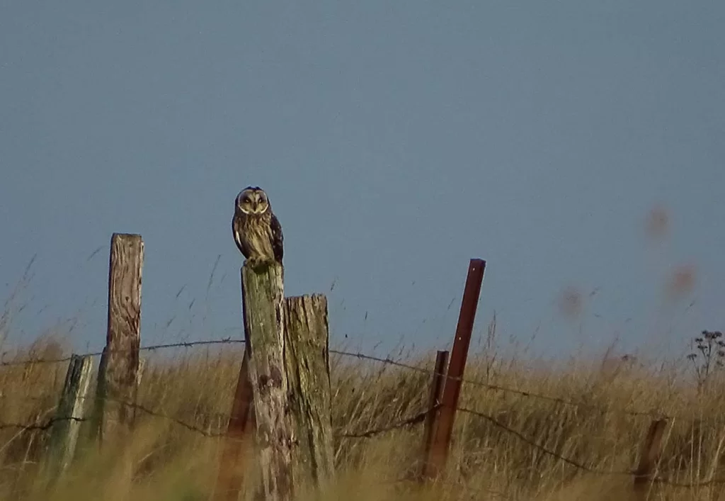 Hibou des marais posé sur un poteau de clôture