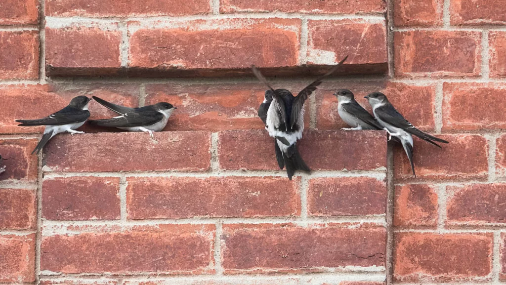 Hirondelles de fenêtre posées sur un mur en briques