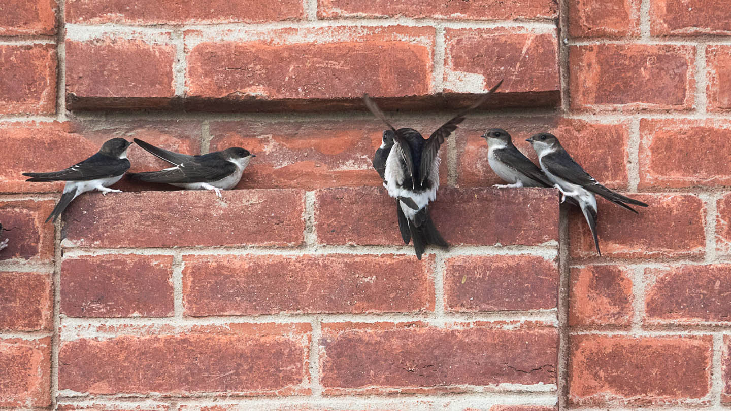 Hirondelles de fenêtre posées sur un mur en briques