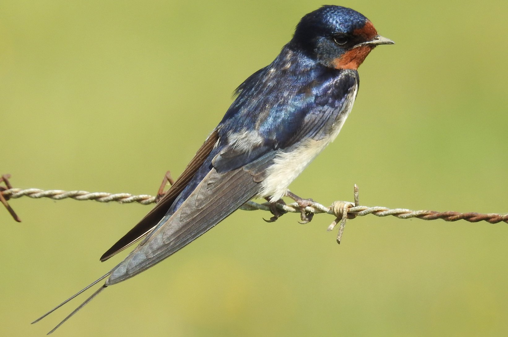 Hirondelle rustique mâle posée sur un fil barbelé