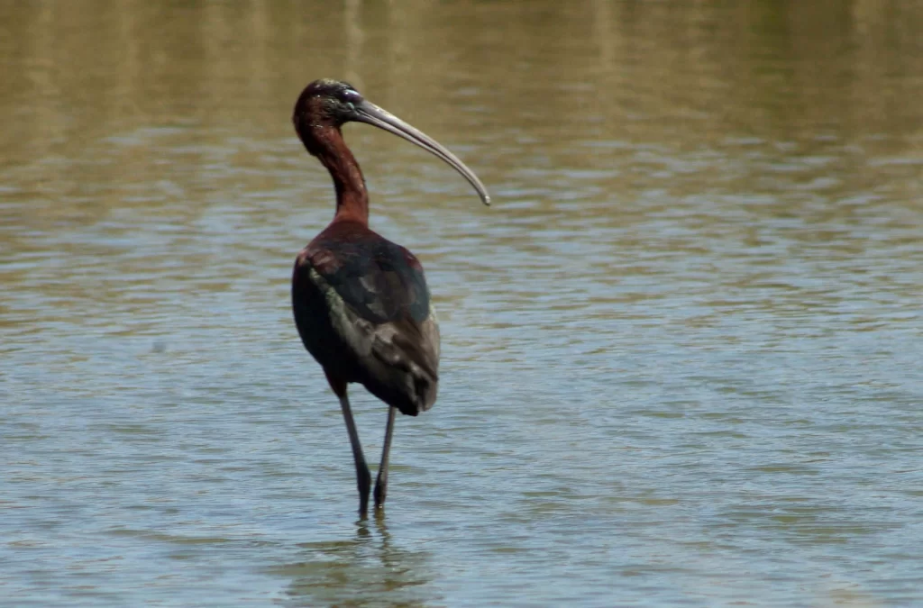 Ibis falcinelle