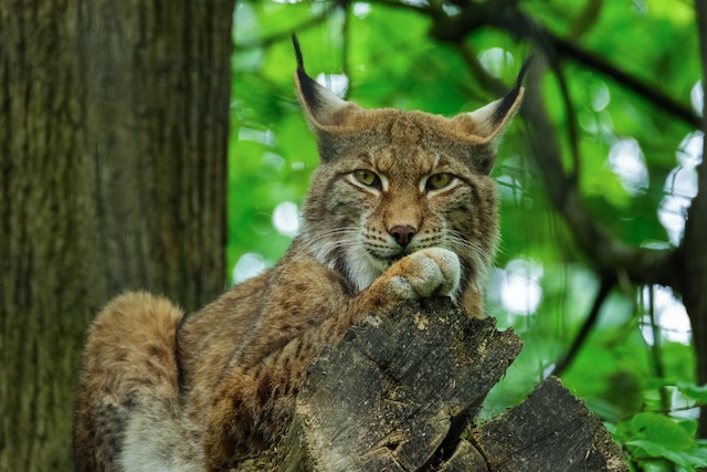 Lynx