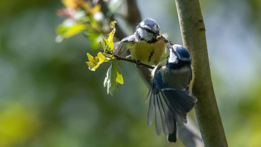 Nourrissage d'une jeune mésange bleue par un parent