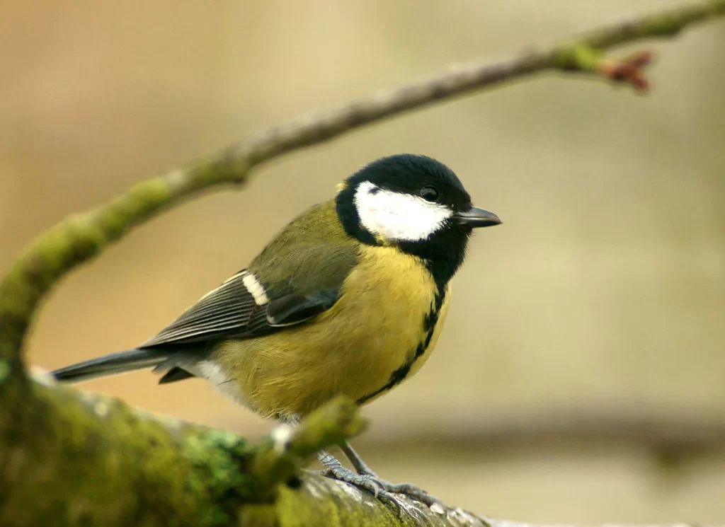 Mésange charbonnière