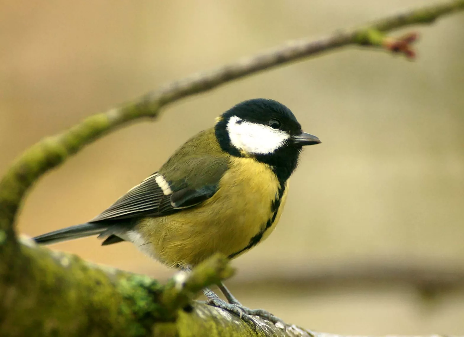 Mésange charbonnière