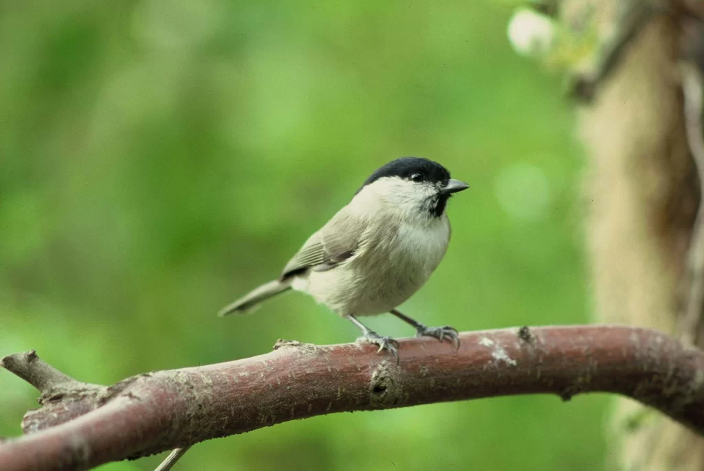 Mésange nonnette
