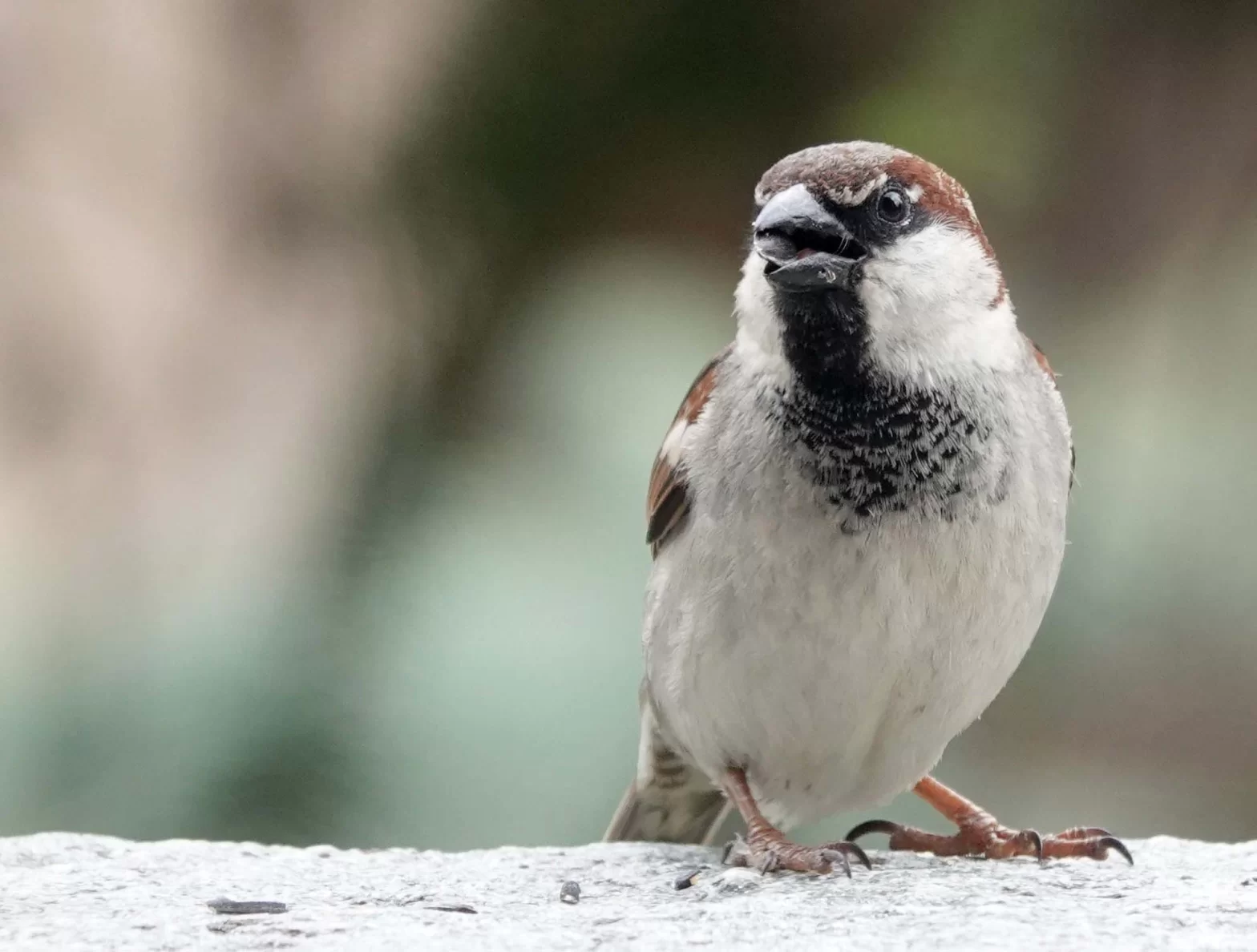 Moineau domestique mâle